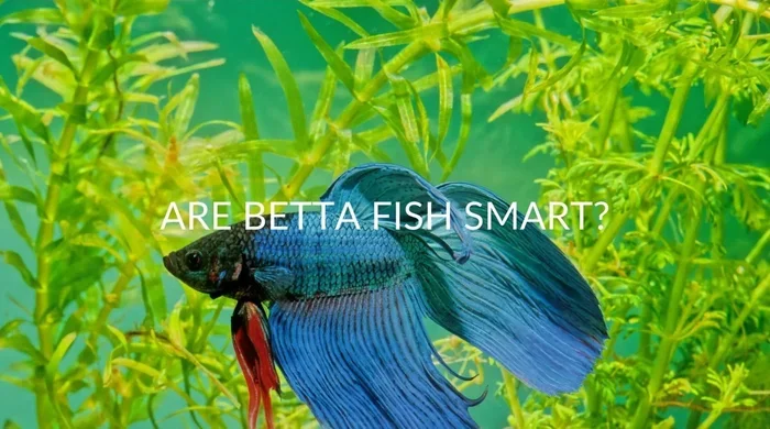 How Smart Are Fish Betta