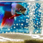 How Smart Is My Betta Fish