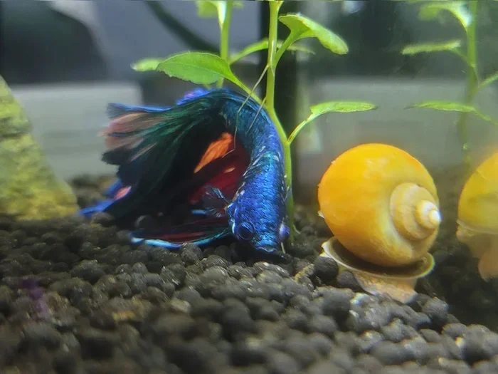 can you put a snail with betta fish tank mates safely
