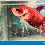 Do Betta Fish Need to Be Alone
