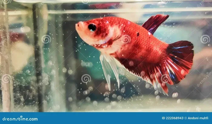 Do Betta Fish Need to Be Alone
