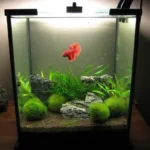 Should You Keep Betta Fish Alone