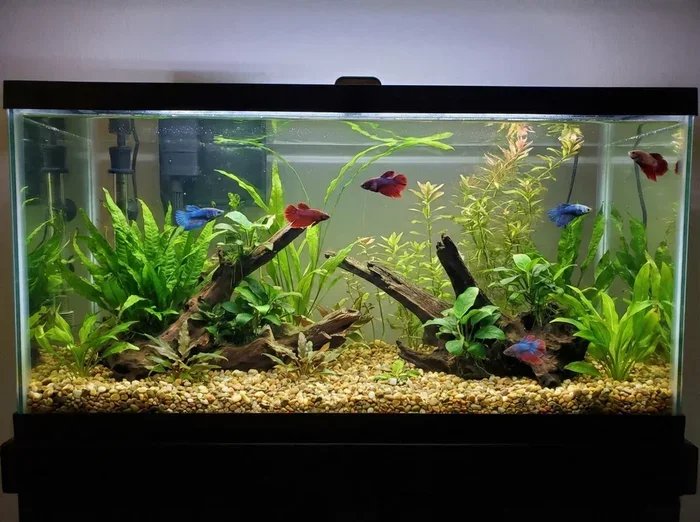 How Much Tank Space Does a Betta Fish Need