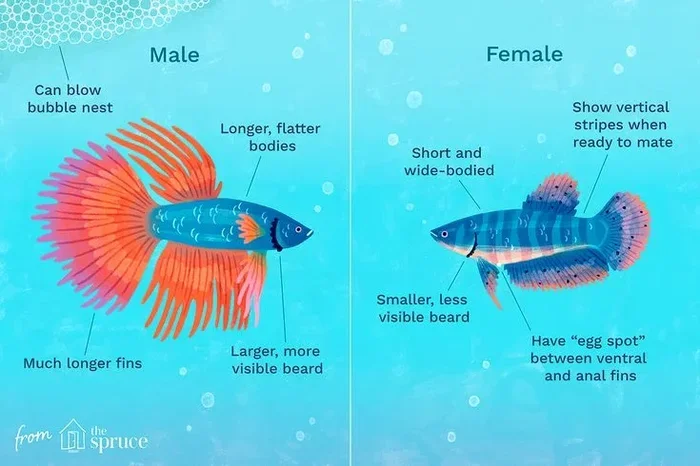 How to Tell the Gender of a Splittail Betta Fish