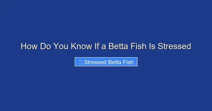 How Do You Know If a Betta Fish Is Stressed