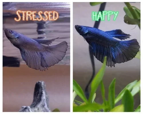 How Do You Know When Your Betta Fish Is Stressed