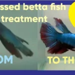 What Causes Stress in a Betta Fish