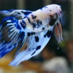 What Causes Stress in Betta Fish