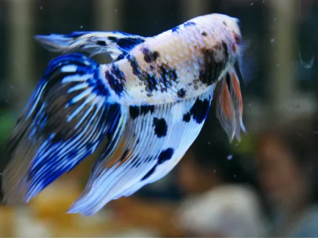 What Causes Stress in Betta Fish