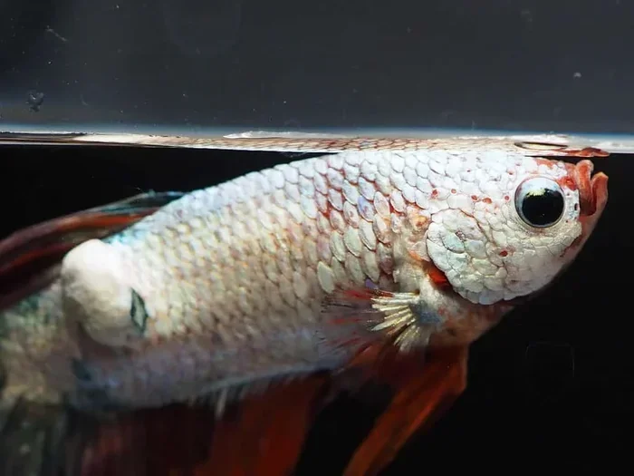 How to Tell When a Betta Fish Is Stressed