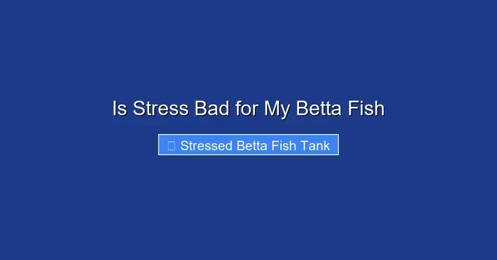 Is Stress Bad for My Betta Fish