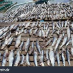 Is It Better to Dry Fish Bdo