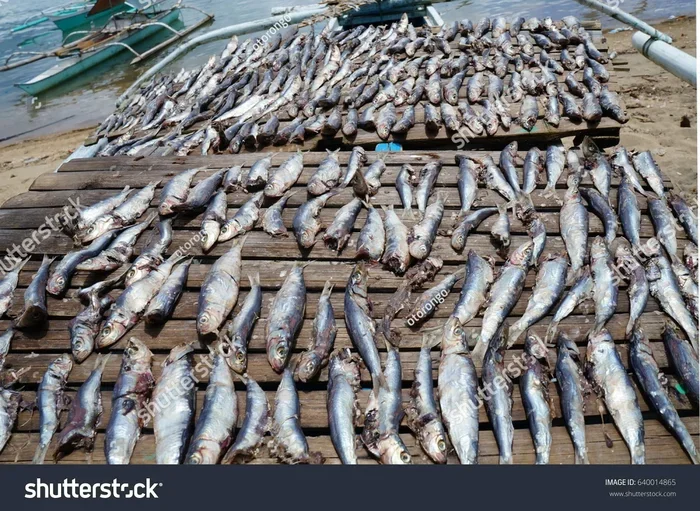 Is It Better to Dry Fish Bdo