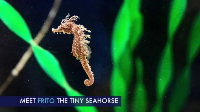 Is There Anything Better Than Seahorses in Tiny Fishing