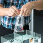 How to Transfer Betta Fish into Tank