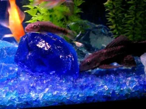 Is Tumbled Glass Safe Substrate for Betta Fish Tank