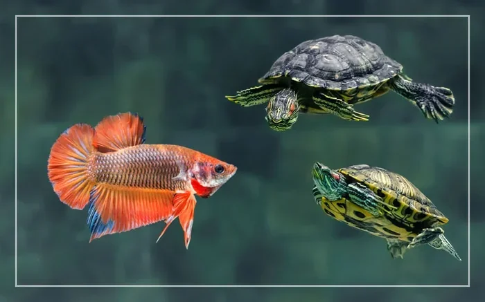 Can a Turtle Live with a Betta Fish