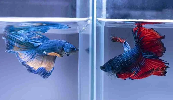 Can You Put Betta Fish Together in a Tank Without Problems