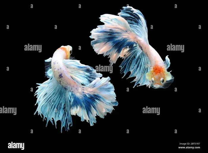 Can You Keep Two Betta Fish Together Without a Fight