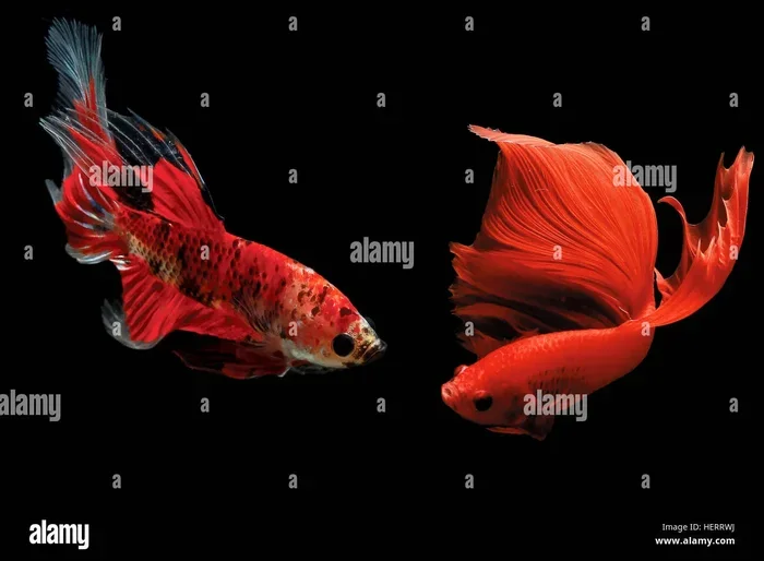 How to Train Your Betta Fish to Fight in Tamil