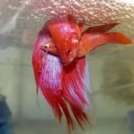 How to Make Two Betta Fish Mate