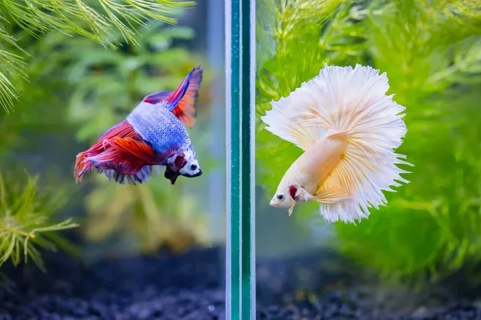 Can You Put Two Betta Fish in the Same Tank Safely