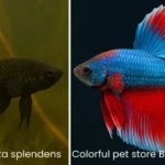 How to Tell Betta Fish Apart