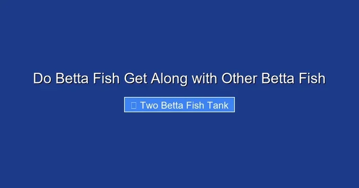 Do Betta Fish Get Along with Other Betta Fish