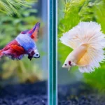 Can Betta Fish Be Together in a Tank