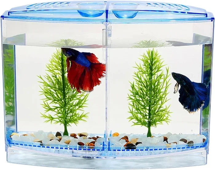 Can You Have Two Betta Fish in the Same Tank Safely