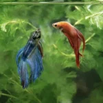How to Put 2 Female Betta Fish Together