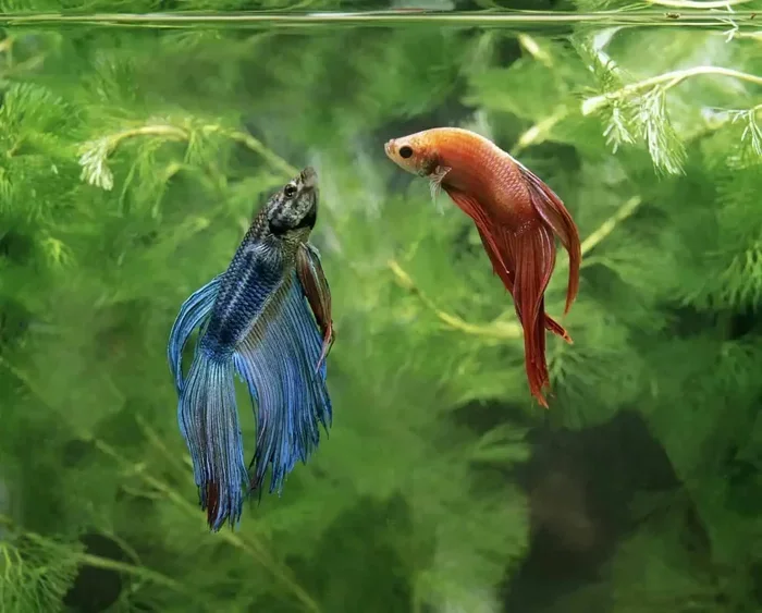 How to Put 2 Female Betta Fish Together