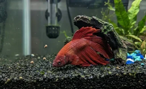 How to Tell If Betta Fish Is Unhappy