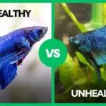 How to See If Your Betta Fish Is Sick