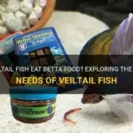 How Often Should You Feed a Veiltail Betta Fish