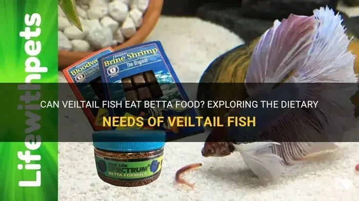 How Often Should You Feed a Veiltail Betta Fish