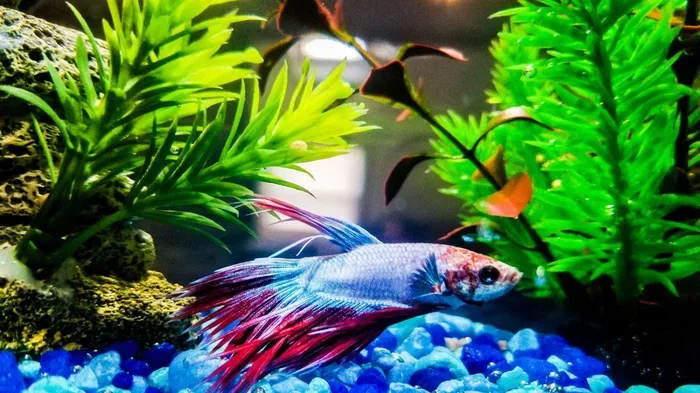 What Is the Ideal Temperature for a Betta Fish to Thrive