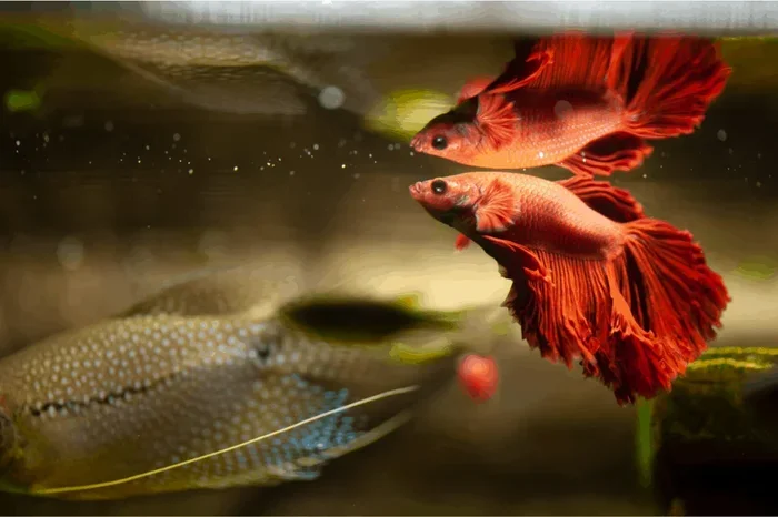 What Does a Betta Fish Eat for a Healthy Happy Life