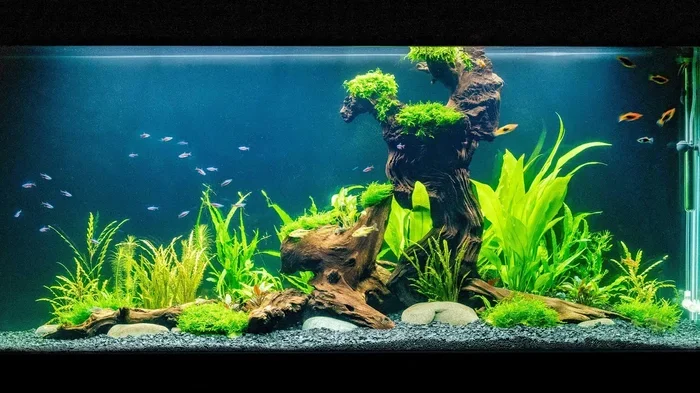 Is Well Water Better for Fish Tank