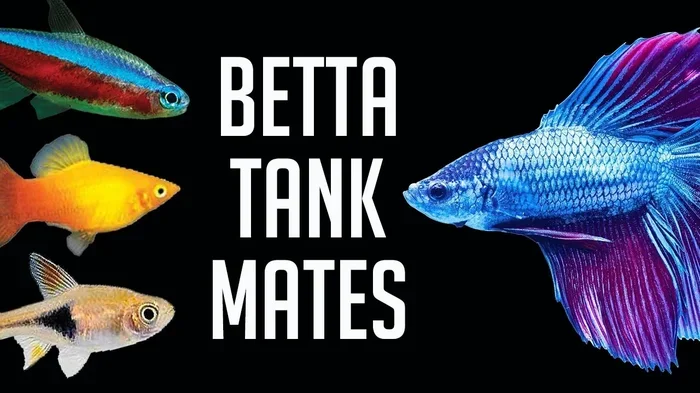What Other Fish Can Be With Betta Fish