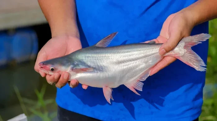 What Other Fish Can Be With Bettas