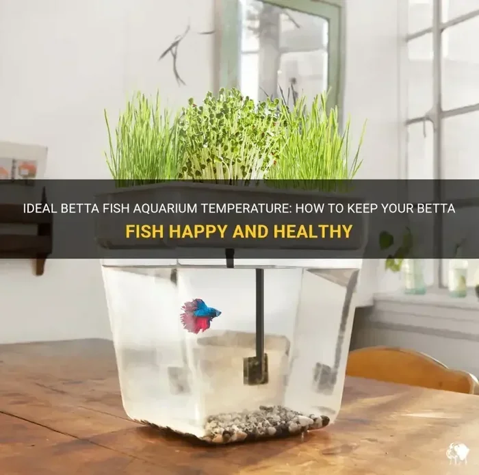 What Temperature Should Betta Fish Be In