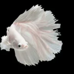 How to Care for White Opal Male Betta Fish