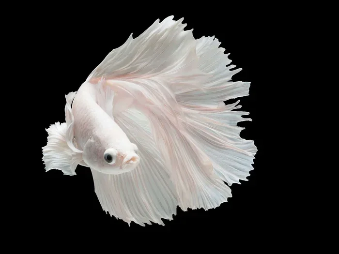 How to Care for White Opal Male Betta Fish