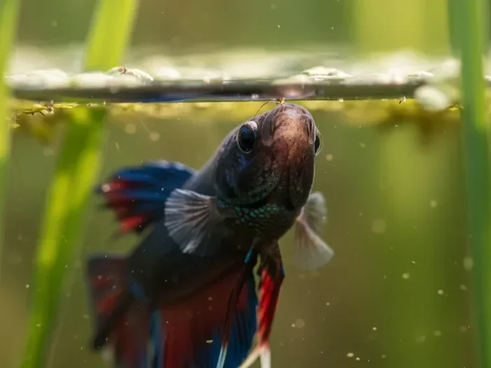 What Do Wild Betta Fish Eat in Their Natural Habitat