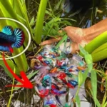 How Long Do Betta Fish Live in Wild