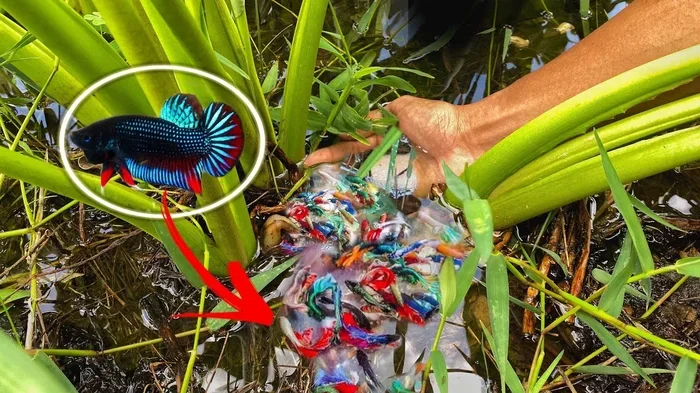 How Long Do Betta Fish Live in Wild