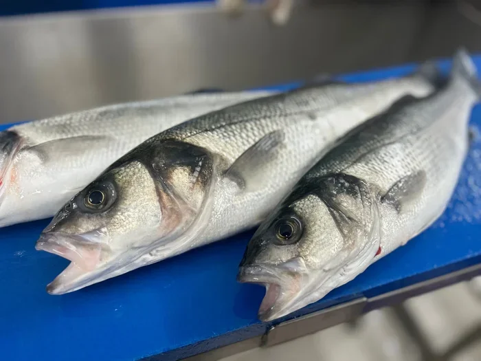 Is Wild Caught Fish Better Than Farmed