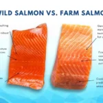 Is It Better to Eat Wild or Farmed Fish