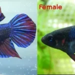 How to Sex Young Betta Fish